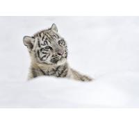 OZLHSP Puzzle 3D Fille 1500 Piece Tigres Grands Animaux 87x57cm