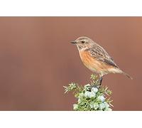 OZLHSP Puzzle 3D Fille 1500 Piece Traquet pâtre Saxicola 87x57cm