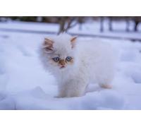 OZLHSP Puzzle 3D Fille 500 Piece Animaux Chatons 52x38cm