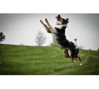 OZLHSP Puzzle 3D Fille 500 Piece Border Collie Animal 52x38cm