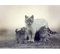 OZLHSP Puzzle 3D Fille 500 Piece Chatons Animaux 52x38cm