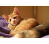 OZLHSP Puzzle 3D Fille 500 Piece Chatons Animaux 52x38cm