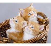 OZLHSP Puzzle 3D Fille 500 Piece Chatons Animaux 52x38cm