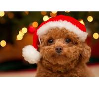 OZLHSP Puzzle 3D Fille 500 Piece Chiot Caniche Animal 52x38cm