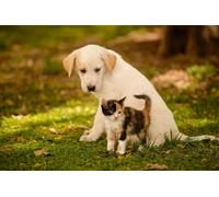 OZLHSP Puzzle 3D Fille 500 Piece Chiots Chatons Animaux 52x38cm