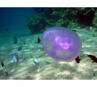 OZLHSP Puzzle 3D Fille 500 Piece Méduse Animal 52x38cm