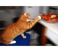 OZLHSP Puzzle 500 Chats, Cancers rusés, Animaux 52x38cm