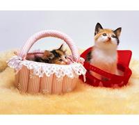 OZLHSP Puzzle 500 PièCes Adultes Chatons Animaux 52x38cm