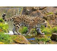 OZLHSP Puzzle 500 PièCes Adultes Jaguar Grands félins Animal 52x38cm