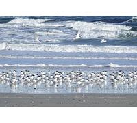 OZLHSP Puzzle 500 PièCes Adultes Sternes Vagues Animaux 52x38cm