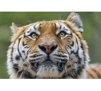OZLHSP Puzzle 500 PièCes Adultes Tigres Grands félins Animaux 52x38cm