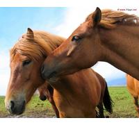 OZLHSP Puzzle 500 PièCes Animaux à Cheval 52x38cm