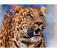 OZLHSP Puzzle 500 PièCes Léopards Grands félins Animaux 52x38cm