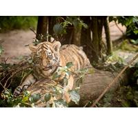 OZLHSP Puzzle 500 PièCes Tigre de l'amour 52x38cm