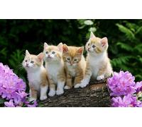 OZLHSP Puzzle 500 Piece 3D Animaux Chatons 52x38cm