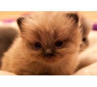 OZLHSP Puzzle 500 Piece 3D Chatons Animaux 52x38cm