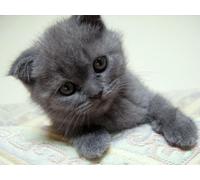 OZLHSP Puzzle 500 Piece 3D Chatons Animaux 52x38cm