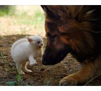 OZLHSP Puzzle 500 Piece 3D Chatons Berger Chat Animal 52x38cm