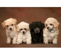 OZLHSP Puzzle 500 Piece 3D Chiot Caniche Animal 52x38cm
