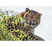 OZLHSP Puzzle 500 Piece 3D Léopards Grands félins Animaux 52x38cm
