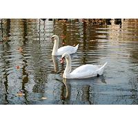 OZLHSP Puzzle 500 Piece 3D Les cygnes nagent dans l'eau Animaux 52x38cm