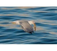 OZLHSP Puzzle 500 Piece 3D Poissons Mouette Animaux 52x38cm