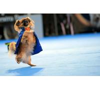 OZLHSP Puzzle 500 Piece 3D Super Chien Animal 52x38cm