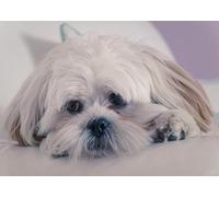 OZLHSP Puzzle 500 Pieces Adulte Bichon Bichon Havanais Lhassa Apso Animaux 52x38cm