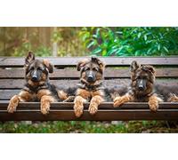 OZLHSP Puzzle 500 Pieces Adulte Chiots de Berger Animaux 52x38cm