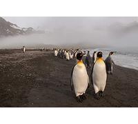 OZLHSP Puzzle 500 Pieces Adulte Pingouins, Animal de la côte 52x38cm