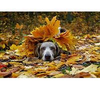 OZLHSP Puzzle 500 pièces Adultes Animaux Braque de Weimar 52x38cm