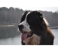 OZLHSP Puzzle 500 Pieces Adultes Animaux de Berger d'Asie Centrale 52x38cm