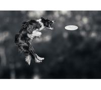 OZLHSP Puzzle 500 Pieces Adultes Border Collie Frisbee Animaux 52x38cm