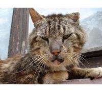 OZLHSP Puzzle 500 pièces Adultes Chats Chat en Lambeaux Animal 52x38cm