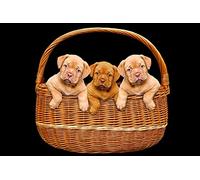 OZLHSP Puzzle 500 pièces Adultes Chiot Bordeaux Dog 52x38cm