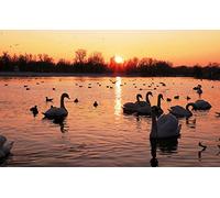 OZLHSP Puzzle 500 Pieces Adultes Cygnes Soleil Animal 52x38cm