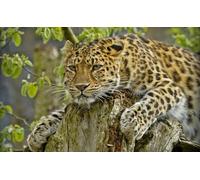 OZLHSP Puzzle 500 pièces Adultes Léopard Grands félins Animal 52x38cm