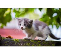 OZLHSP Puzzle 500 pièces Animaux Chatons 52x38cm