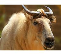 OZLHSP Puzzle 500 Pieces Animaux Takin du Sichuan 52x38cm