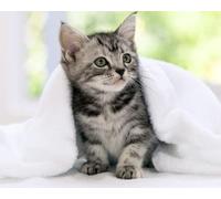 OZLHSP Puzzle 500 pièces Enfant Animaux Chatons 52x38cm