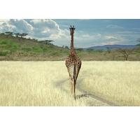 OZLHSP Puzzle 500 pièces Enfant Garcon Animaux girafes 52x38cm