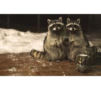 OZLHSP Puzzle 500 pièces Enfant Garcon Ratons laveurs Animal 52x38cm