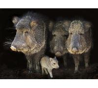 OZLHSP Puzzle 500 pièces Enfant Garcon Sangliers Animaux 52x38cm