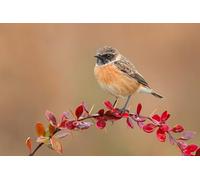 OZLHSP Puzzle 500 pièces Enfant Garcon Traquet pâtre, Animal 52x38cm