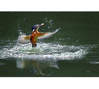 OZLHSP Puzzle 500 Pieces Enfant Martin-pêcheur d'europe Animal 52x38cm