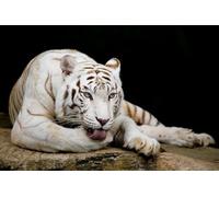 OZLHSP Puzzle 500 pièces Enfant Tigres Animaux 52x38cm