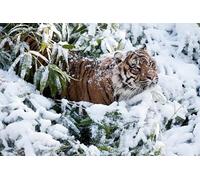 OZLHSP Puzzle 500 pièces Enfant Tigres Grands félins Animaux 52x38cm