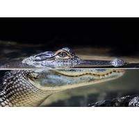 OZLHSP Puzzle 500 pièces Fille Animaux Crocodiles 52x38cm