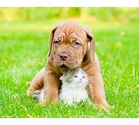 OZLHSP Puzzle 500 pièces Fille Chatons Dogue de Bordeaux Animaux 52x38cm