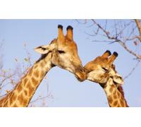 OZLHSP Puzzle 500 pièces Fille Girafes Animal 52x38cm